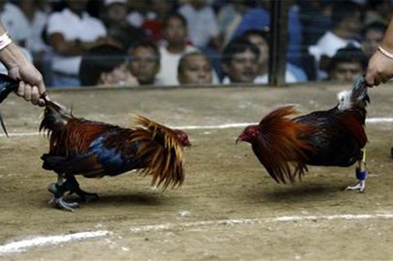 Kontroversi Keaslian Ayam Burma Yang Berlaga Di Sabung Ayam Darat
